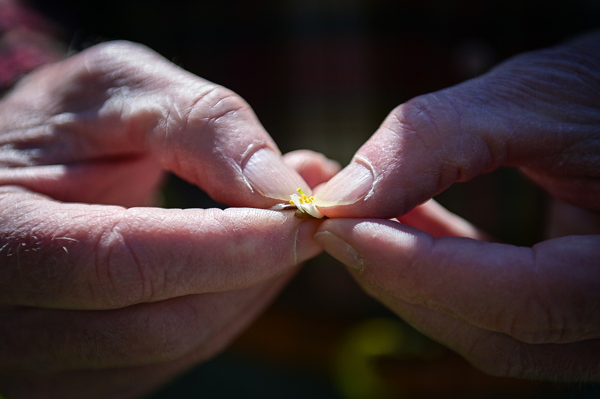 Bruce Johnson inspects a lapins cherry blossom at Buena Vista Orchard on Thursday, April 24. (Casey Kreider/Daily Inter Lake)