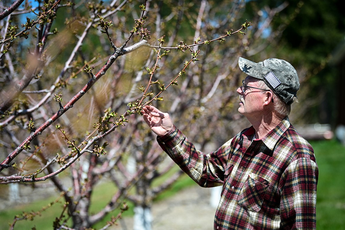 Bruce Johnson looks over a blossoming lapins cherry tree at Buena Vista Orchard on Thursday, April 24. (Casey Kreider/Daily Inter Lake)