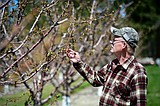 Cherry Growers meeting set for April 11