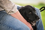 Alleged animal cruelty case in Coram settled with deferred prosecution agreement