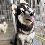 Jovie looking to bust out of puppy juvie