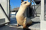 Scientists once thought only humans could bob to music. Ronan the sea lion helped prove them wrong