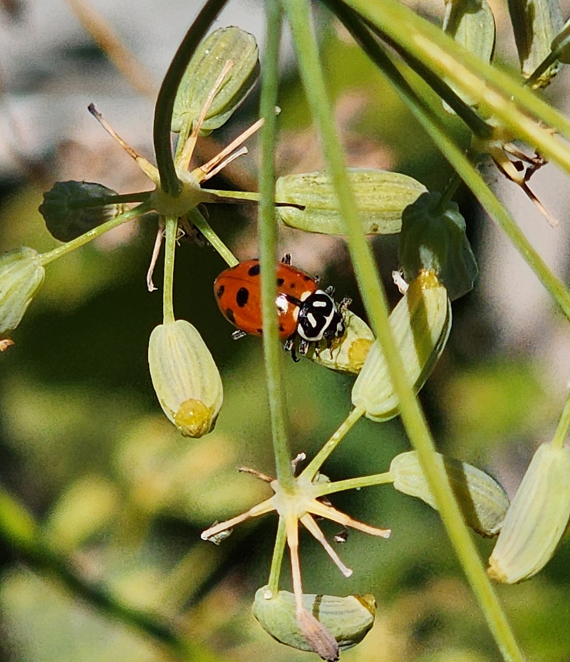 Fennel is an excellent decoy crop in the garden, enticing aphids away from more valuable vegetables and hosting ladybugs as well.