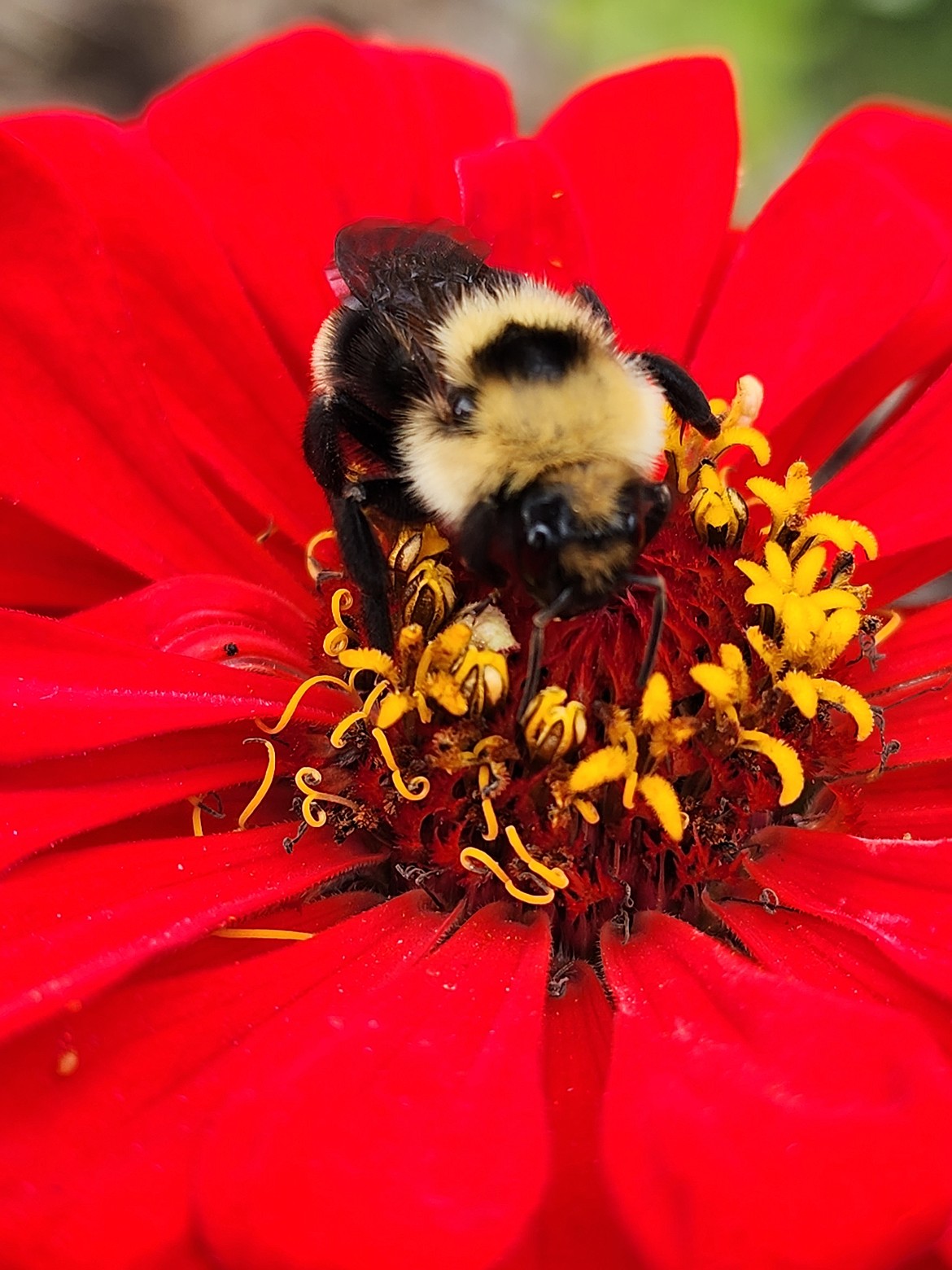Flowers like zinnias, calendula, nasturtiums, and marigolds play dual roles by attracting pollinators and acting as decoy plants for pests.