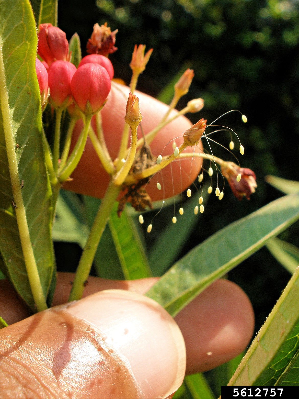 Lacewing eggs dangle from threads on leaves. If you find this in your garden, consider yourself lucky!