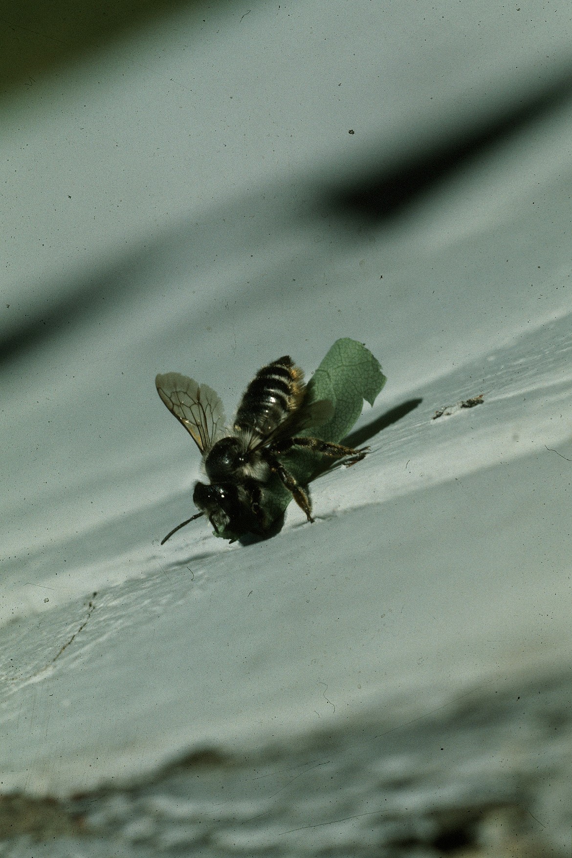 The leaf-cutter bee cuts nearly perfect circles from plant leaves for her nesting materials. Most plants can withstand this minor leaf damage.