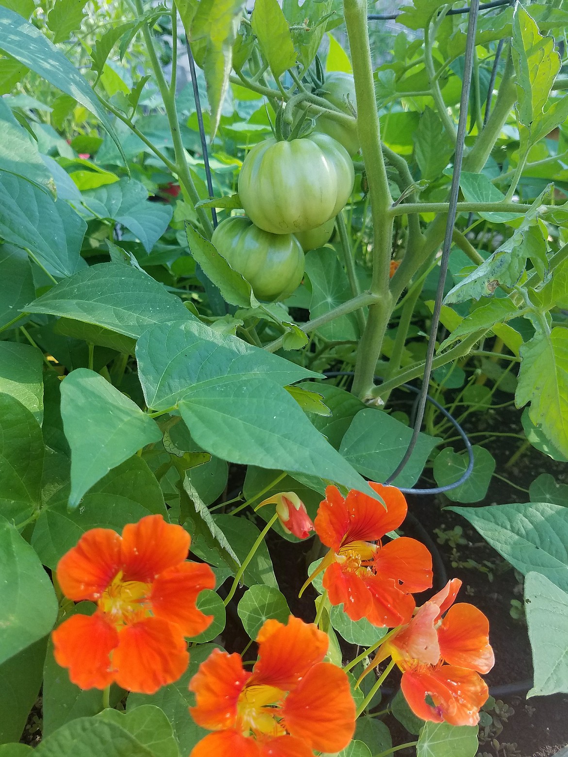 Planting nasturtiums in your vegetable garden brings in pollinators and keeps aphids off your tomatoes.