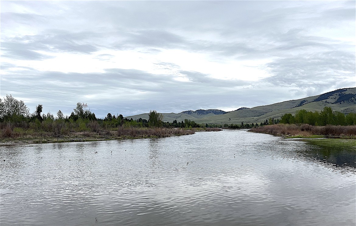 Swallows dive bomb the Flathead River near Dixon after a recent rain. (Kristi Niemeyer/Leader)