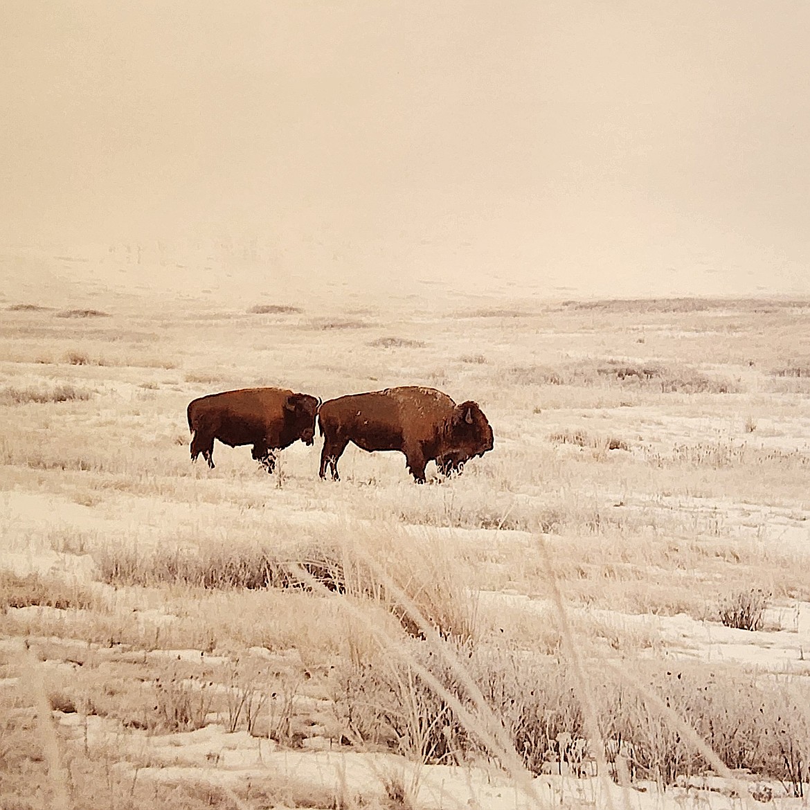 Two Eagle River student Ray McDonald's photo of bison in the snow might have been taken 50 years ago or last winter. (Berl Tiskus/Leader)