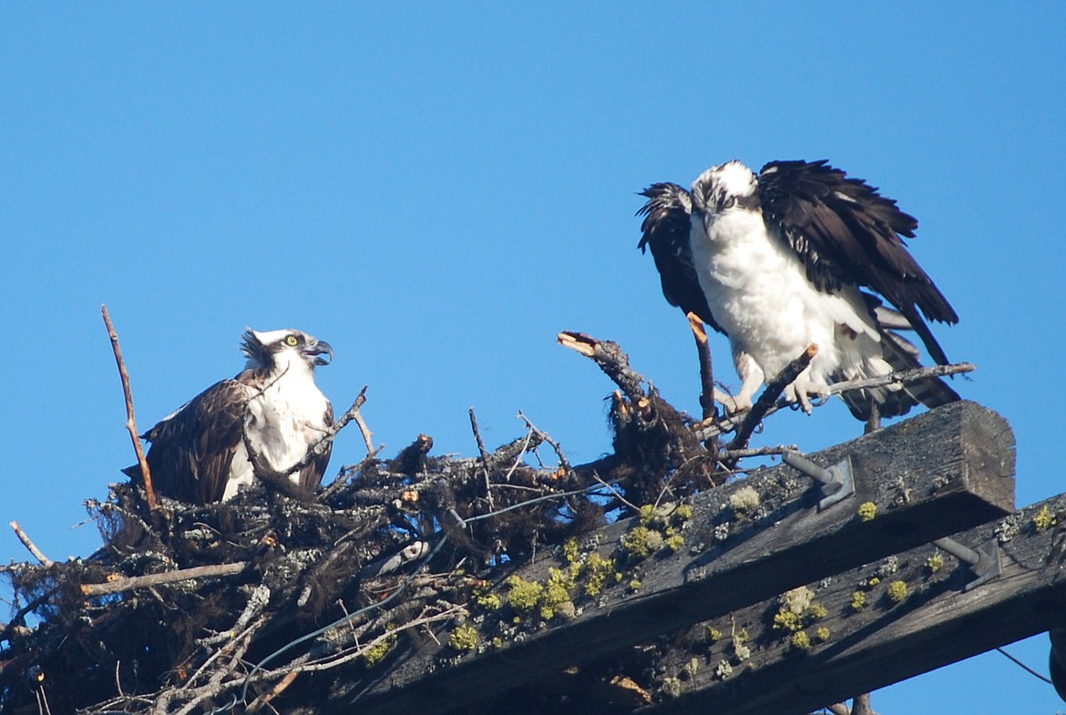 A grumpy-looking male lays a stick on the nests. Osprey nests are continually being enlarged and can weigh more than 300 pounds