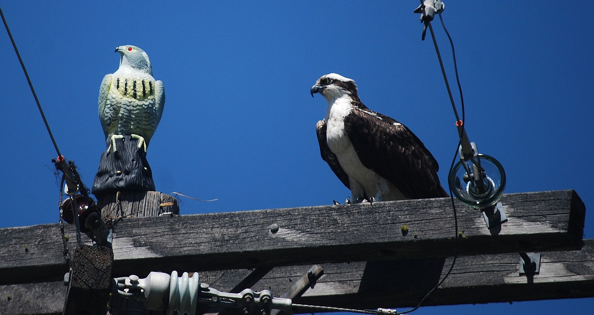 An osprey looks askance at the plastic falcon placed on the pole in effort to scare the ospreys. The falcon only appeared to just get in the way.