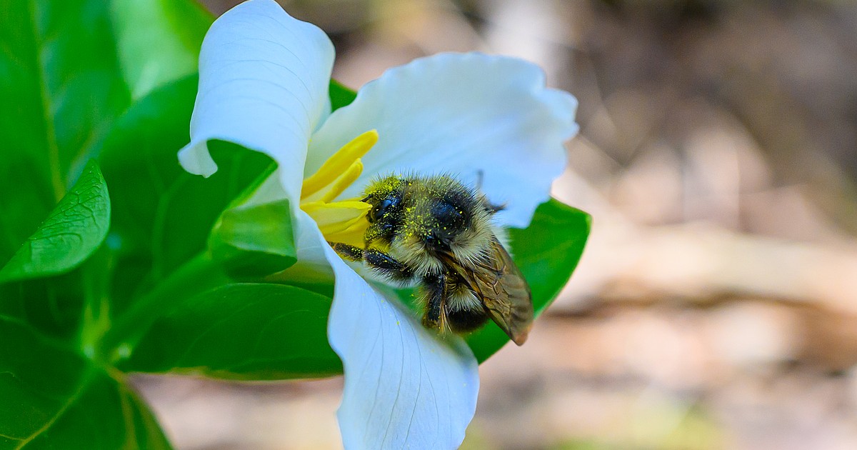 A host of Montana Native Plant field trips coming up soon