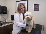 The price of pet care: Understanding your veterinary bills