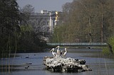 Giant lily pads and a bronze tree are among designs for Queen Elizabeth II's memorial