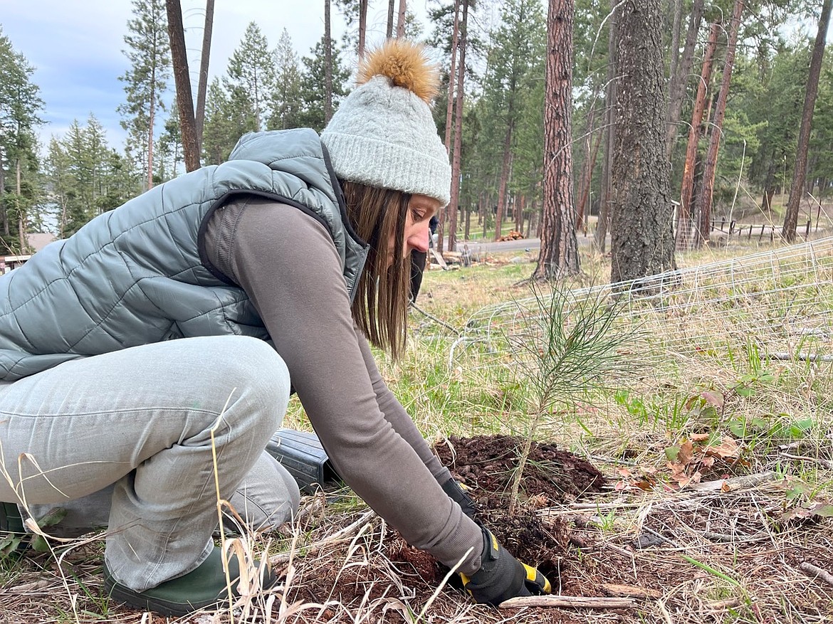 Flathead Lake State Park steward Kelli Whalen tucks a ponderosa sapling in the ground at Finley Point state park on Earth Day – one of 33 planted by four volunteers. (Savannah Malosky photo)