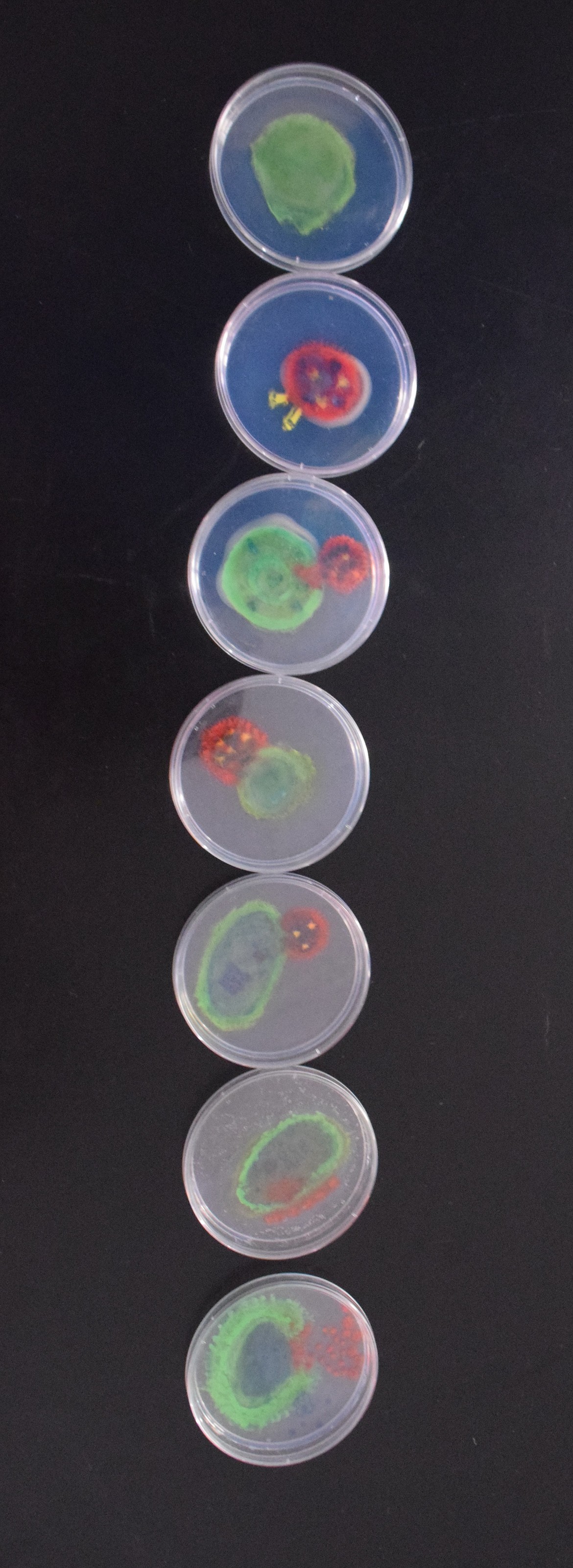 In a mixture of paint and plastic, Parkway Pizzazz students made examples of how bioengineered cyanophages will kill the cyanobacteria by latching onto their host cell. The cyanophage will inject its DNA into the host cell which will rapidly replicate itself. Once mature, cyanophages will burst from the host cell, killing the cyanobacteria in the process.