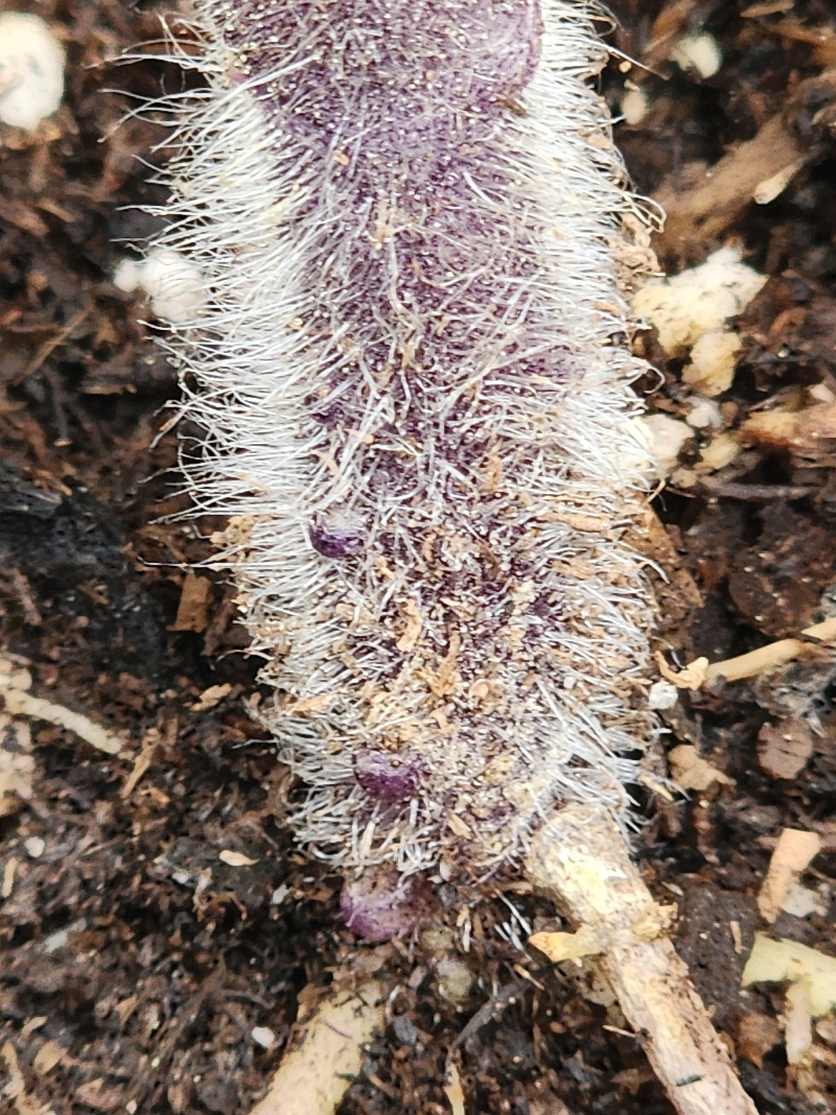 When planted deep, the tomato will grow roots from the stem in the soil, known as adventitious roots—visible here as small purple bumps at the base of the tomato plant.