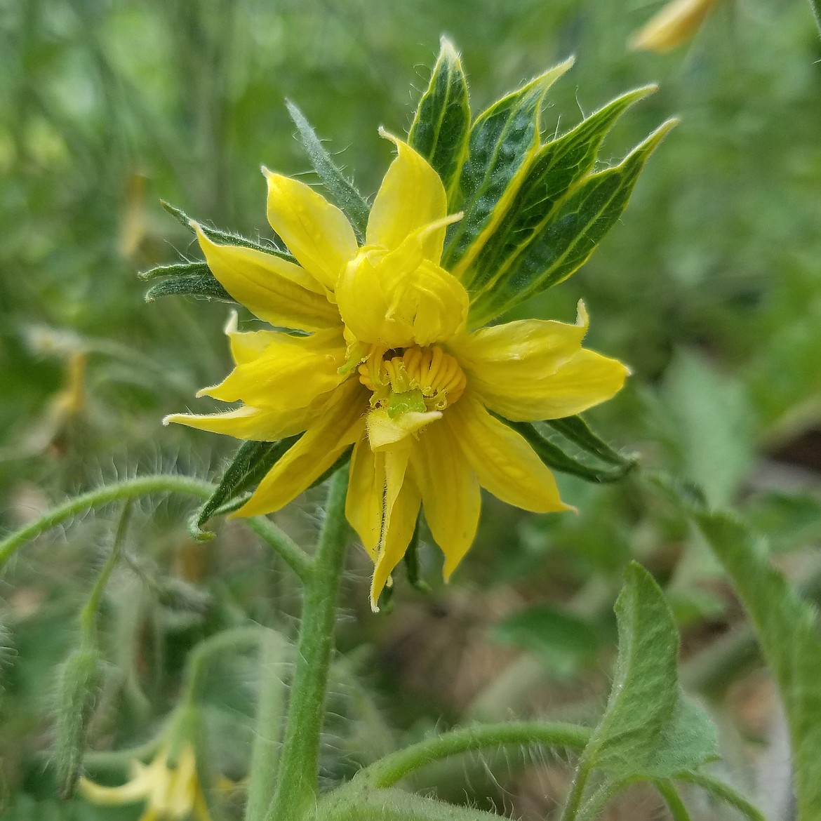 Tomatoes are self-pollinating and often pollinate before the blossom even opens.