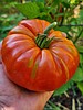 Totally tomatoes: A planting primer