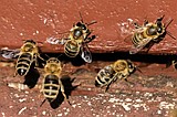 On 'World Bee Day,' the bees did not seem bothered. They should be