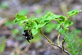 Enjoy huckleberries? Thank a bumblebee