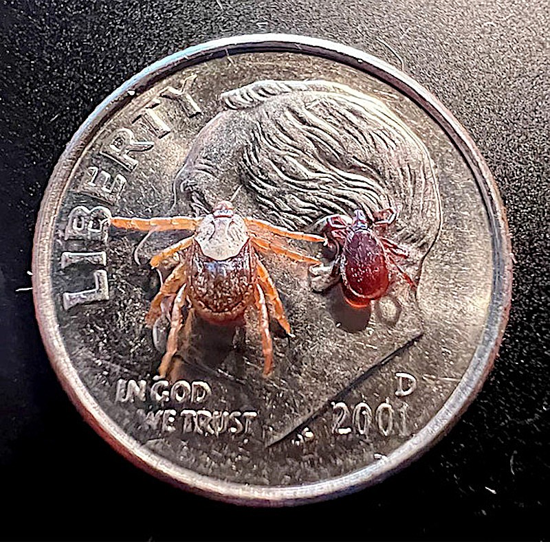 Deer ticks have arrived in Montana | Western News