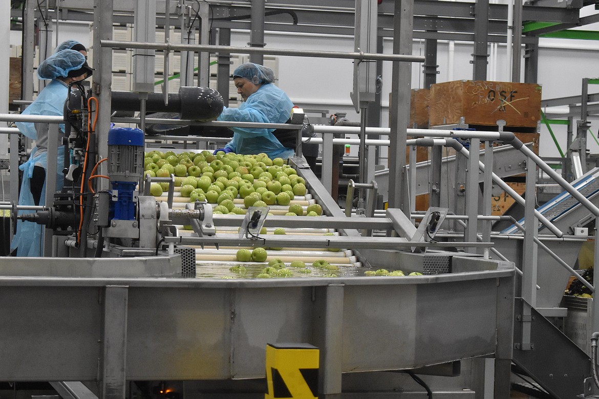 Apples arrive at Okanagan Specialty Fruits where they are given multiple wash cycles and weighed and sorted before moving on to be processed. Only apples of a certain size are ever processed while the rest are used to be pressed into cider or sent off to be used in animal feed.