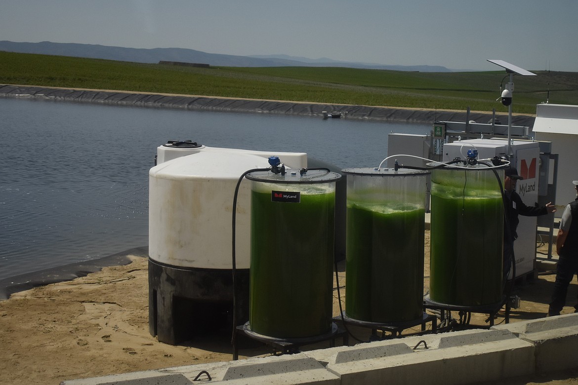 Local algae cultivated at Skyline farms to help nourish the soil and help ensure a larger fruit yield.