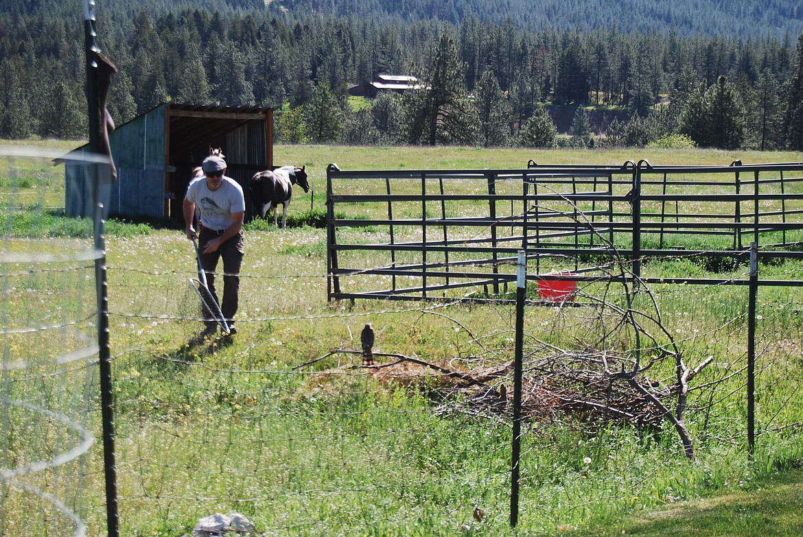 Wild Skies Rescue volunteer, Rob, is in a standoff with a Sharp-shinned Hawk he was trying to catch in a net
