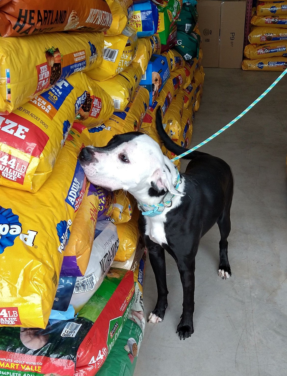 Patton sniffs out the food donations at Companions Animal Center on Tuesday