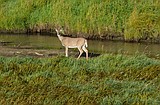 2024 in review: Chronic wasting disease in Unit 1 in the Panhandle Region