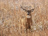 2025-26 deer and elk seasons in the Panhandle Region were shaped by public input