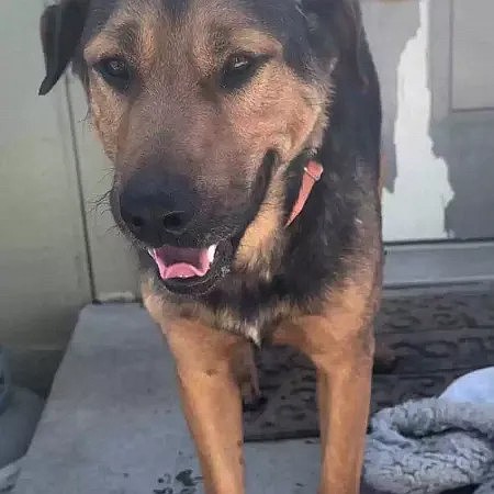 Coupe is a black and tan German Shepherd and lab mix around a year and a half old and weighing about 65 pounds. Coupe is a sweet boy, still full of playful puppy energy. He’s a bit shy in new situations and with new people but he’s sure to thrive with a loving owner and some training.