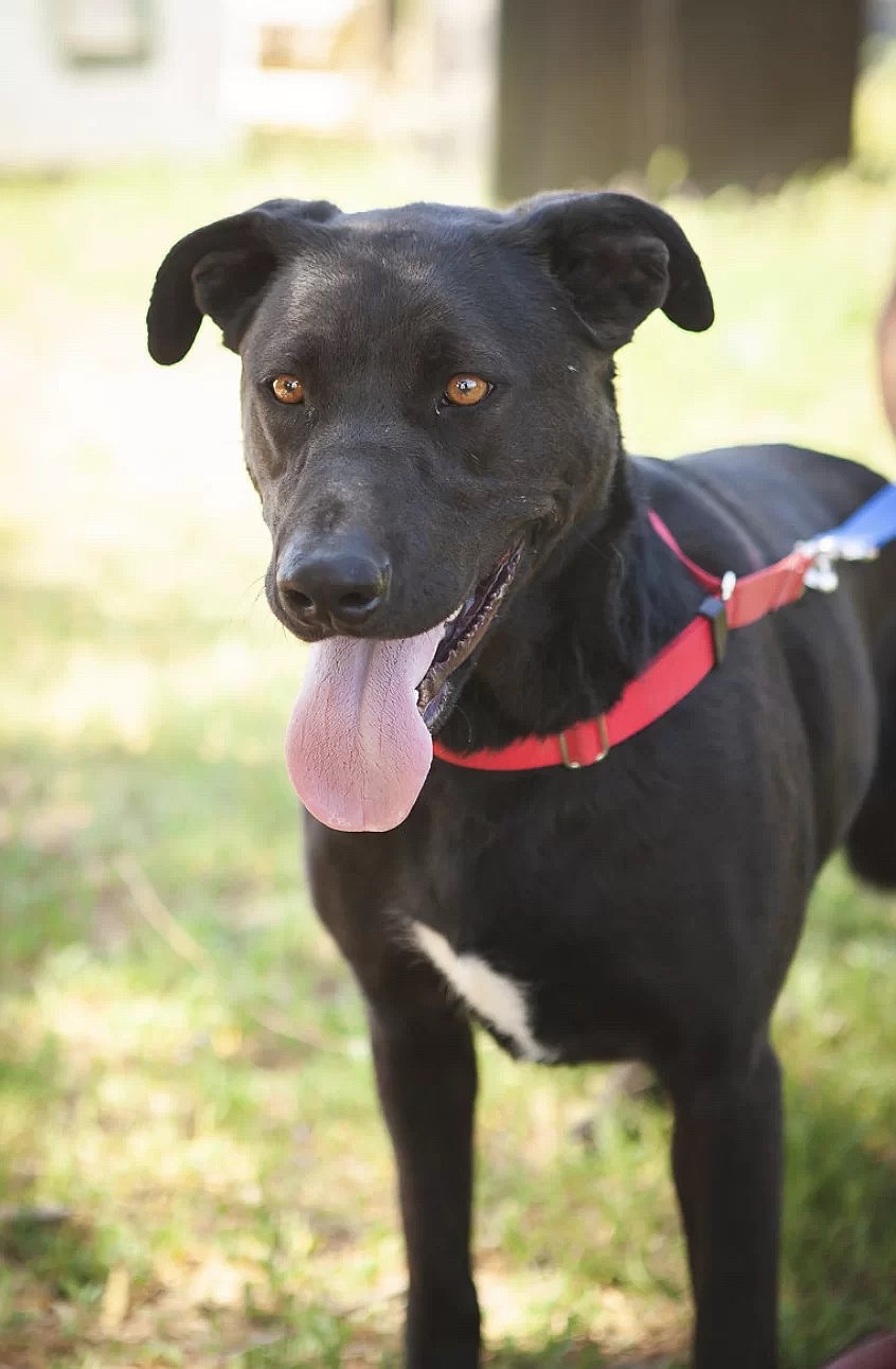 Shadow is a three-year-old female lab mix weighing about 60 pounds. Her world revolves around playing, exploring, and lots of cuddles. Shadow came to us after she and three other dogs were found with their deceased owner. Shadow was sadly separated from the only family pack she’d ever known and is now seeking her furever home. Shadow’s energy is boundless, but she is also a champion snuggler when it’s time to wind down. She loves making new friends and is always eager to greet everyone with a wagging tail.