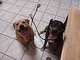 Rock Bottom Rocker Pet Pantry seeks forever homes for 16 animals