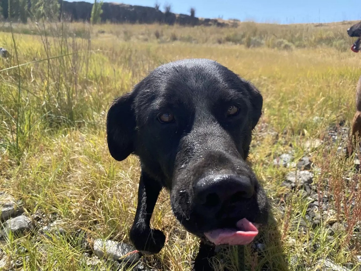 Meet Zorro, a 3-year-old shepherd and lab mix weighing 65 pounds. This playful guy needs a gentle and confident human to guide him, and offer snuggles. Zorro, good with other dogs and older children, is ready for a forever home.