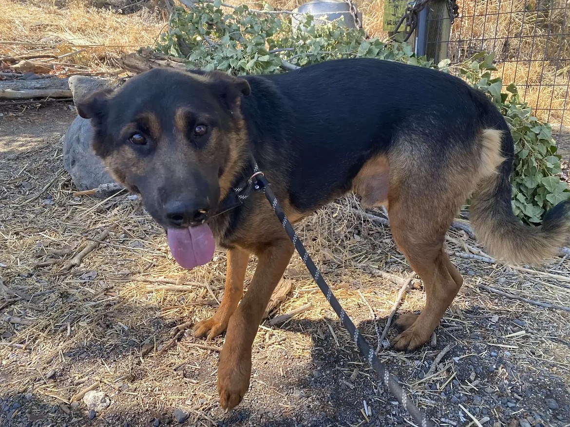 Meet Harley, a lovable 3-year-old shepherd and lab mix weighing 65 pounds. This sweet, playful boy loves snuggles and new adventures with friends. Get ready for a life filled with joy and excitement with Harley.