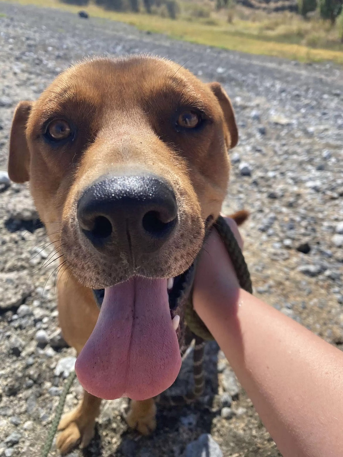 Peanut Butter is a young Shepherd mix a little over a year old and weighing about 55 pounds. He’s a sweet, goofy pup with a playful spirit who gets along with everyone he meets. Peanut Butter loves to run around, chase his tail and take humans for walks.