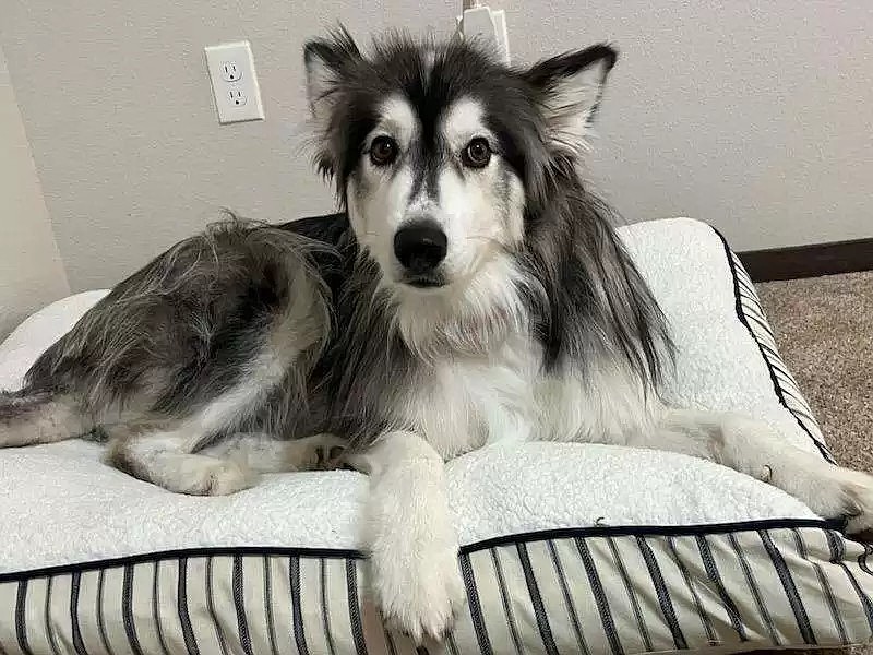 Bailey is a medium sized sweet, loving and gorgeous Husky and Samoyed mix around 5 years old and about 70 pounds. She has been living in foster care for the last several months. She loves to go for walks, cuddle, and socialize with people and other dogs. She is house trained.