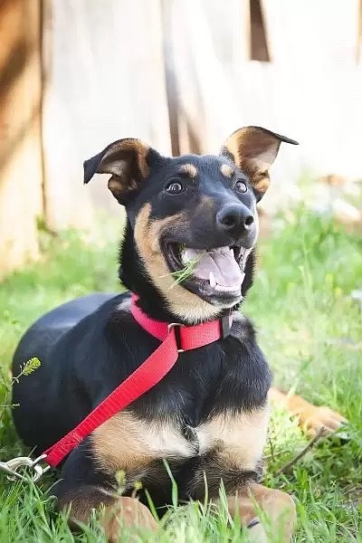 Princess Ebby is a petite medium sized mixed breed around 2 years old and weighing about 45 pounds. She loves to play and is always up for a good time. Ebby came to Rock Bottom Rocker at 8 weeks old with a shattered back left leg above the growth plate at the hip. After being examined by our veterinarian, it was evident Ebby was either stepped on or kicked by an adult human. The rescue made sure Ebby received corrective orthopedic surgery and although one leg is a little shorter than the others, it doesn’t slow her down at all. Adopting this sweet girl means gaining a loyal friend who will always be there for you, bringing joy and happiness to your life.