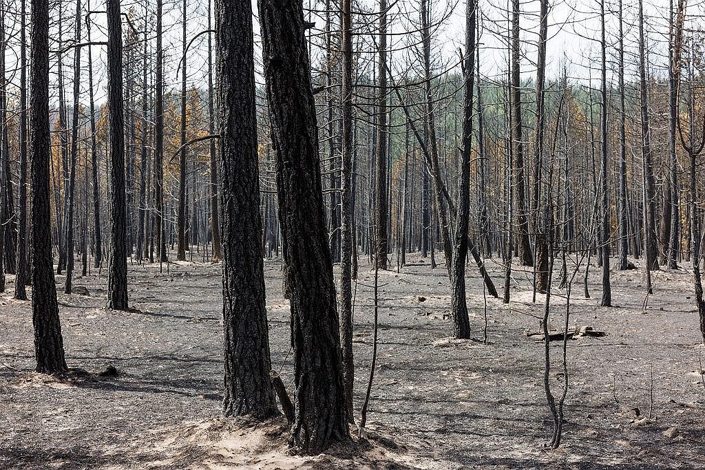 Burned area on Banana Lake Fire. (Photo John Stember)