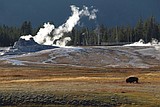 Bison gores man in Yellowstone after visitors get too close