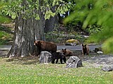 Bear put down in West Glacier after food habituation