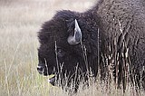 Bison gores man in Yellowstone after visitors get too close