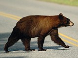 Glacier Park puts down bear that broke into building, vehicle