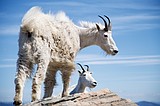 Mountain goat, or cash cow?