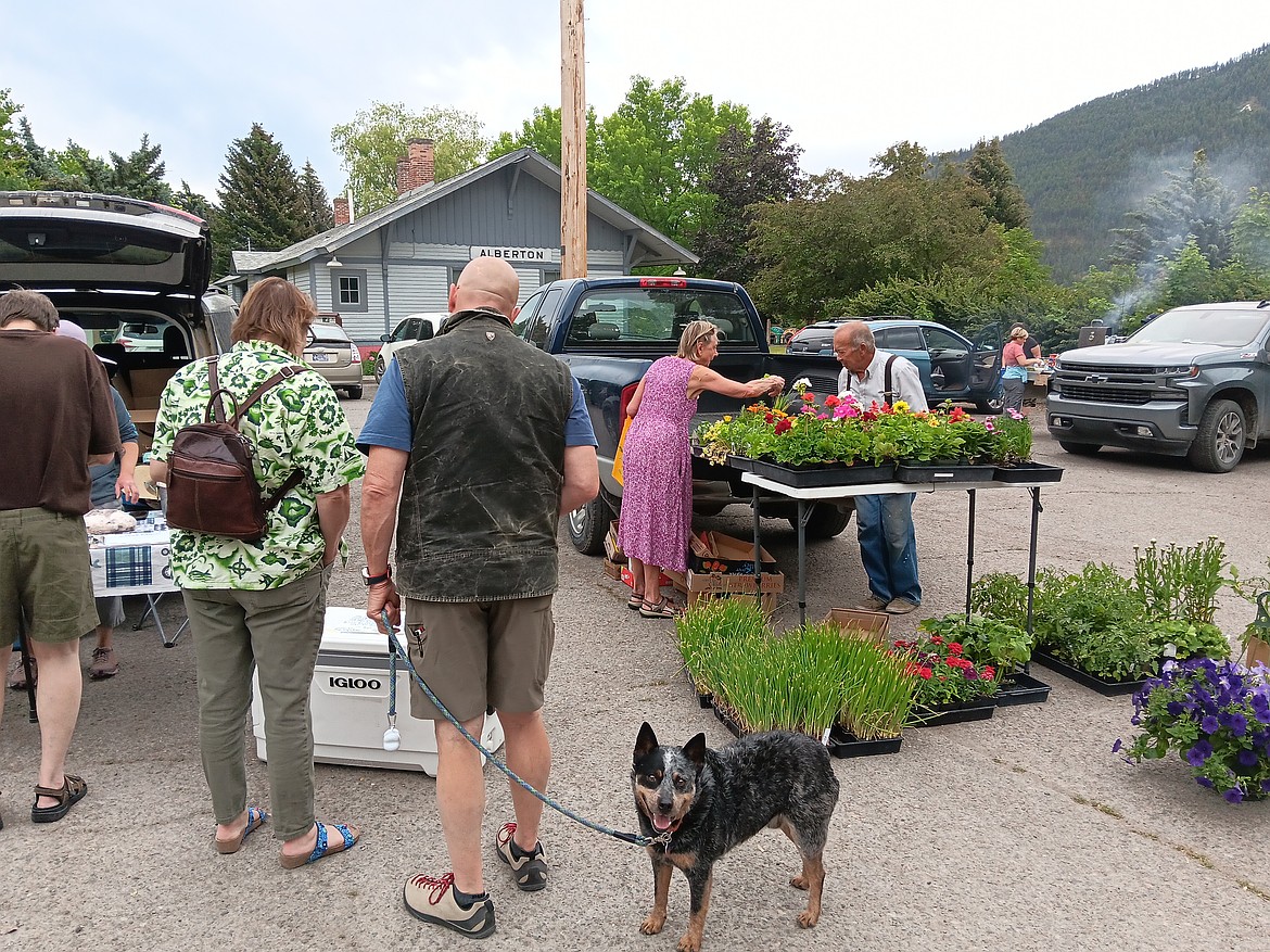 Shoppers at the Alberton Community Farmers Market last week. (Monte Turner/Mineral Independent)