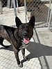 Paw-sitive saving adoption event at Umpqua Bank on Friday