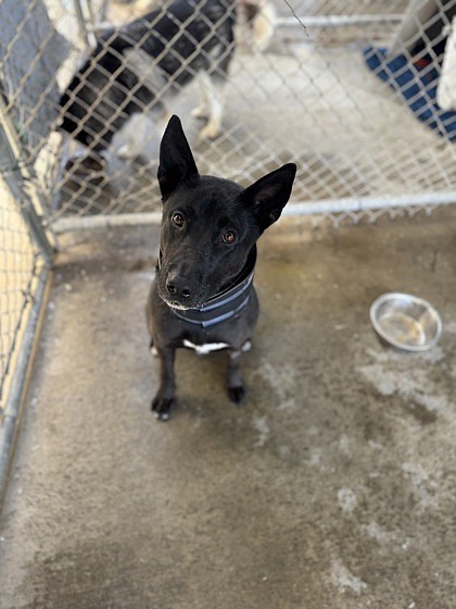 Lassie, a one-year-old mixed breed, will be making an appearance and hopefully be adopted at the “Paw-sitive Savings Adoption Event" Friday at Umpqua Bank.