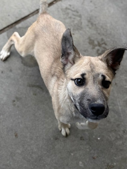 Lori, an eight-month-old mixed breed, is going to be looking for her fur-ever home at the adoption event Friday at Umpqua Bank in Moses Lake.